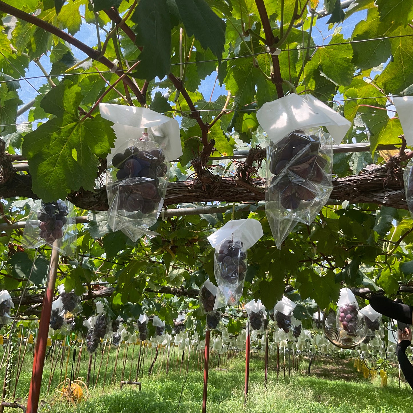local grapes