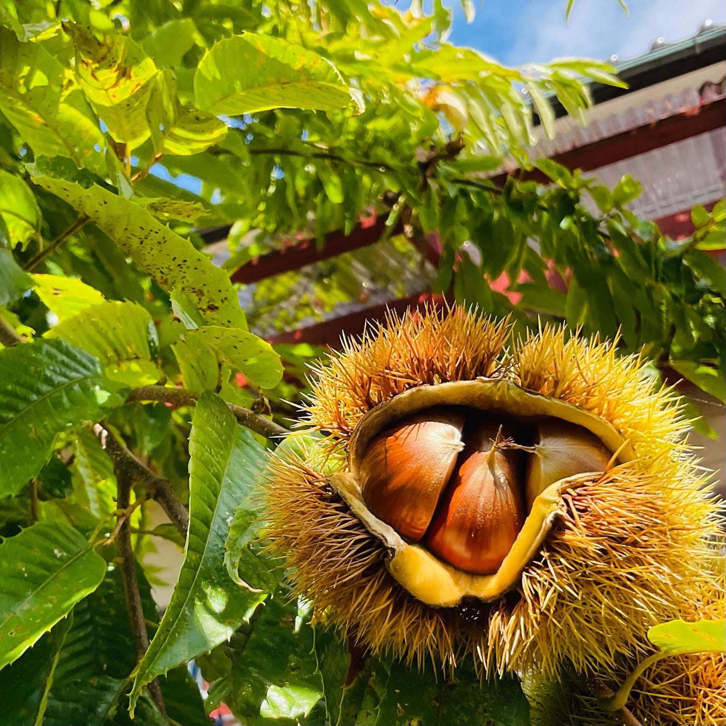 local chest nuts