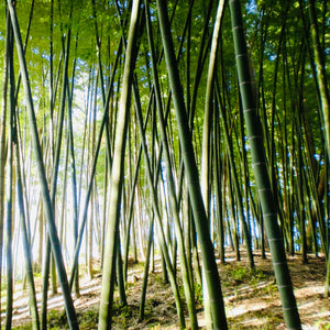 daily walk bamboo forest
